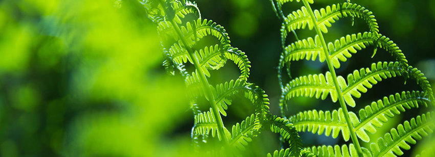 Incorporated Societies Bill