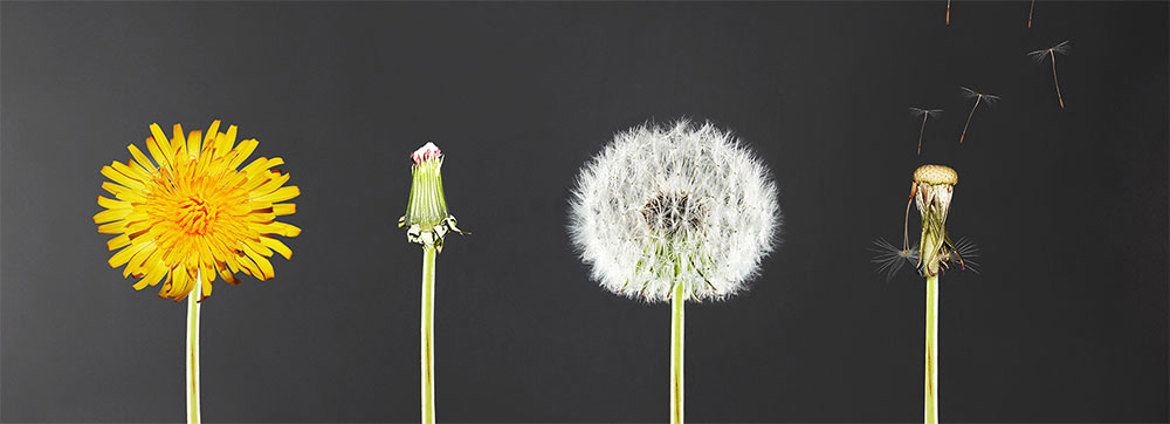 Dandelion