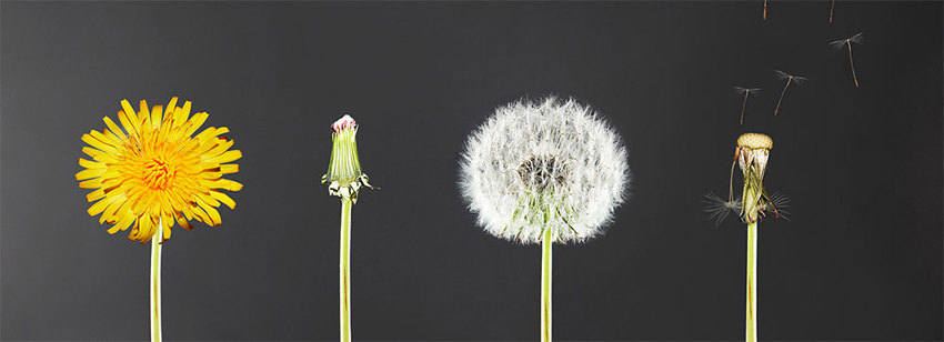 Dandelion