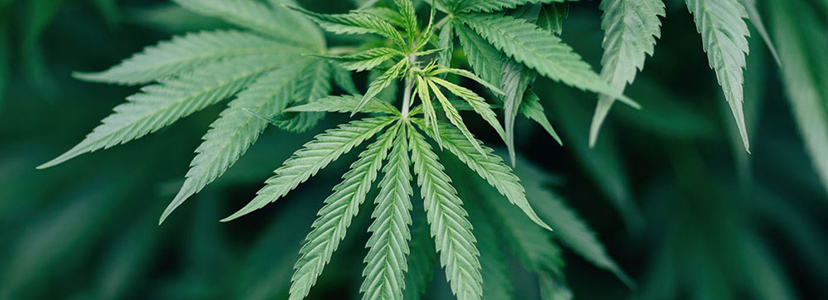Cannabis Referendum (1)