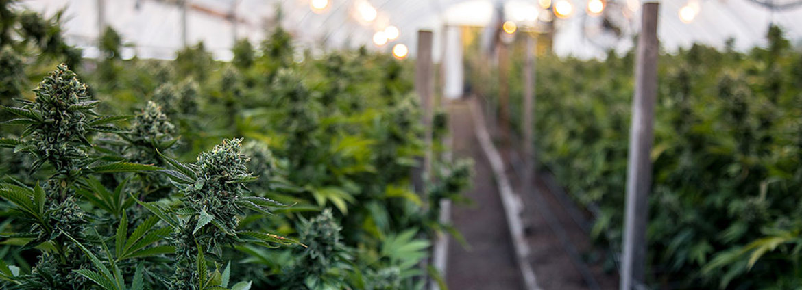 Cannabis (1)