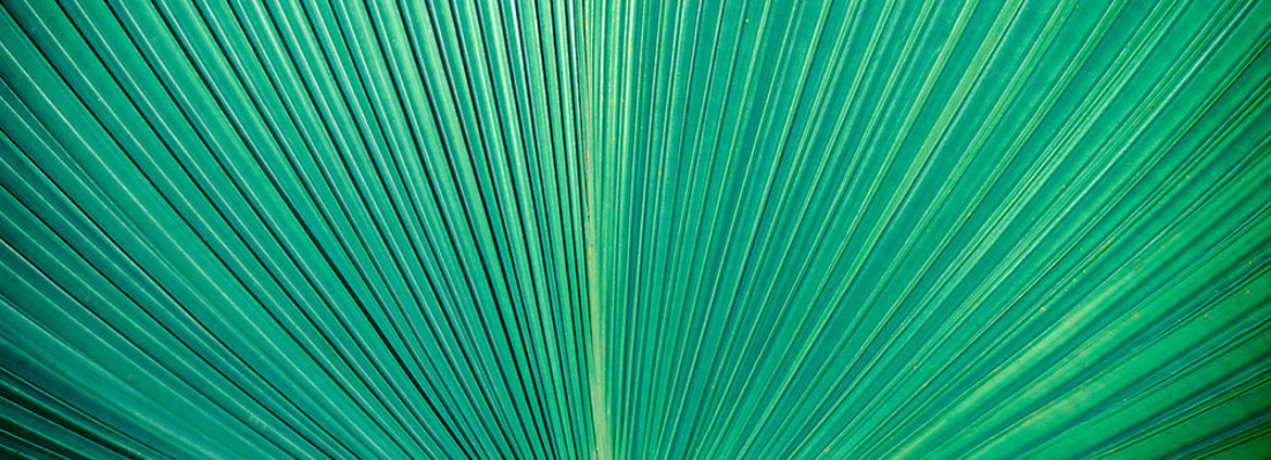 Leaf (1)
