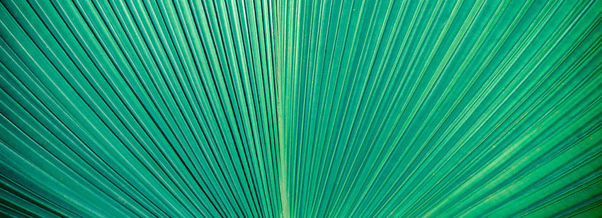 Leaf (1)