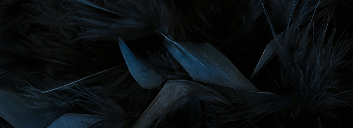 Insight Black Swan (1)