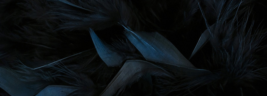 Insight Black Swan (1)