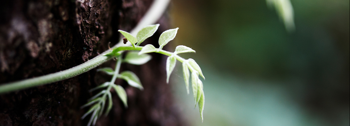 Tree 2