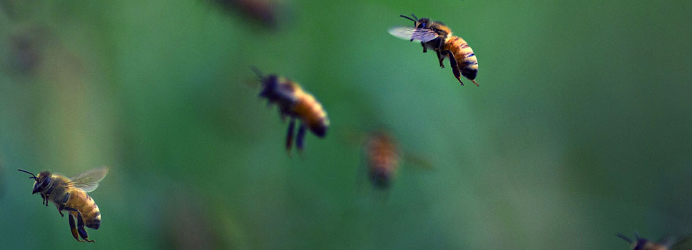 Bees 1 (1)