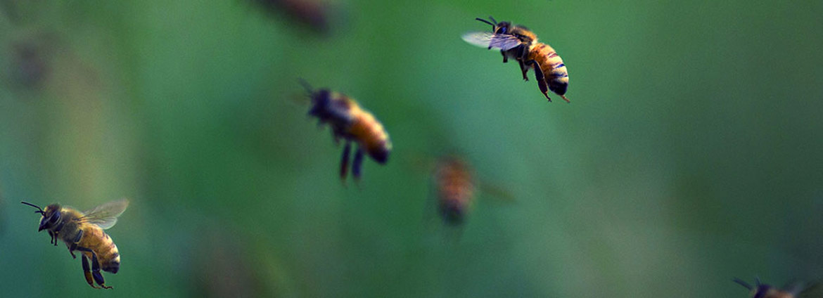 Bees 1 (1)