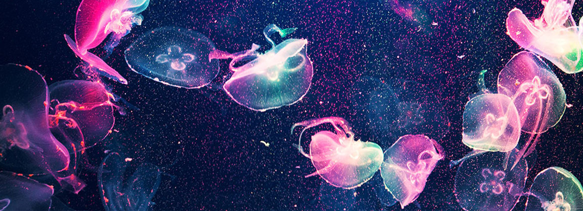 Jellyfish (1)