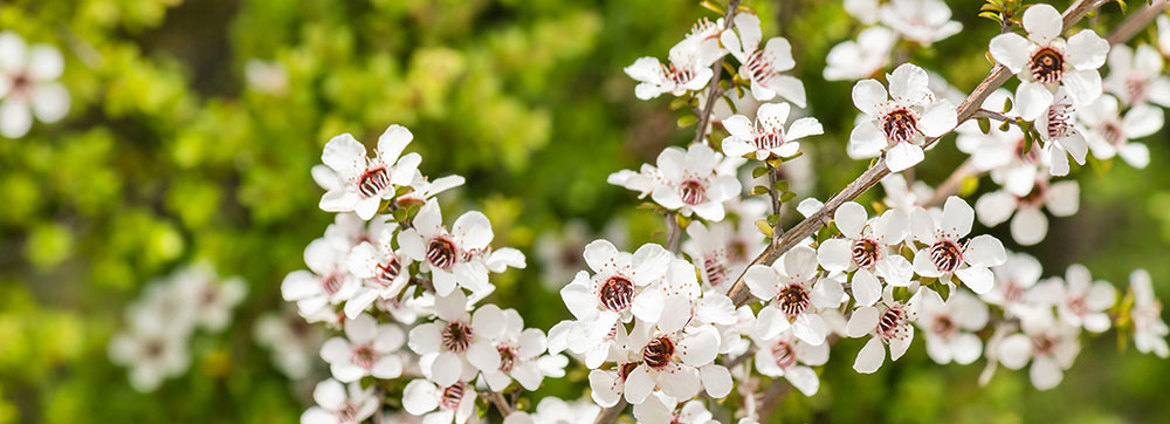 Manuka Tree (1)
