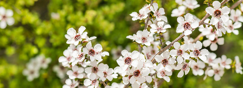 Manuka Tree (1)