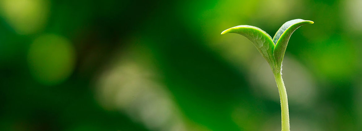Sprout