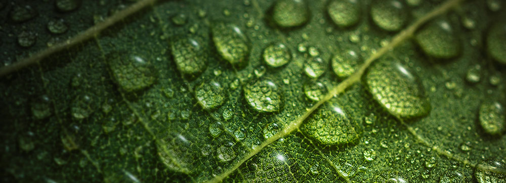 Environment