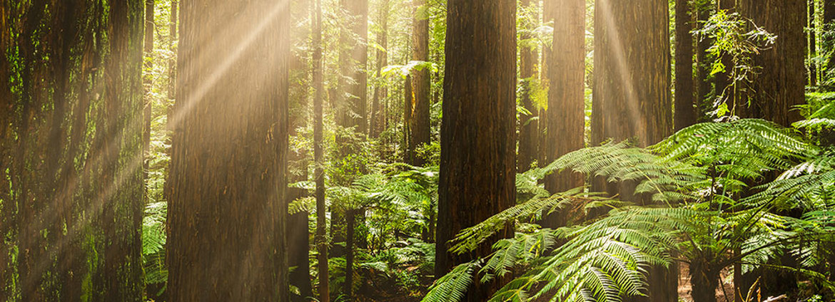 Steve Insight Banner Trees (1)
