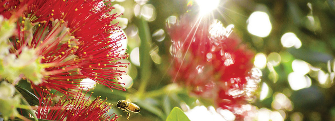 Doing Business In New Zealand V2