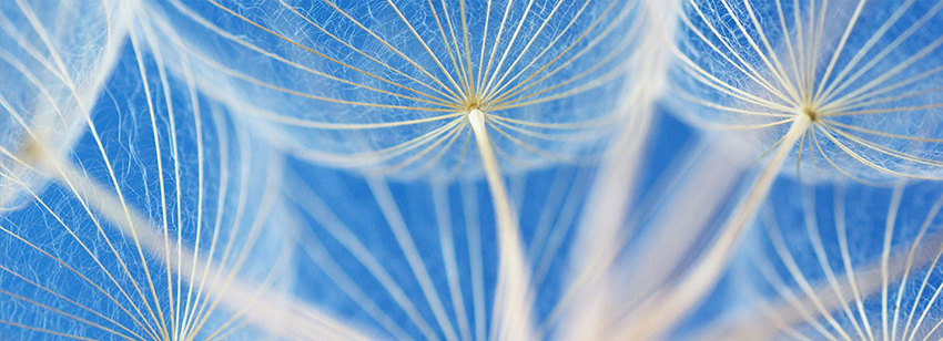 Dandelions