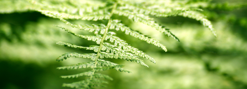 Insights Image Nature