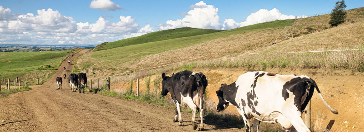 Buddle Findlay Assists Olam Food Ingredients With Its First New Zealand Dairy Production Facility Second