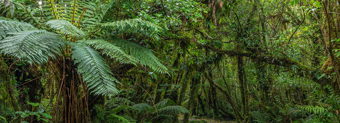 National Policy Statement For Indigenous Biodiversity