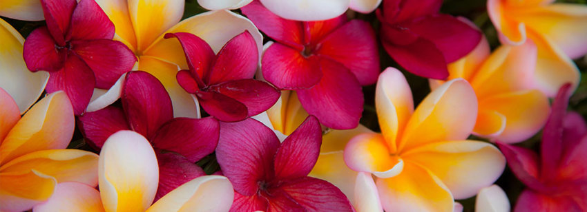 Auckland Pacific Business Export And Trade & IP