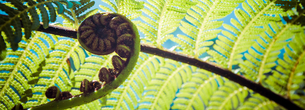 Doing business in New Zealand